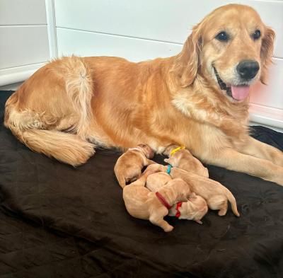 chiot Golden Retriever des dunes de kersaux